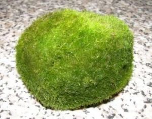 15 Mooskugeln mini 2-3 cm - ideal für Garnelenbecken
