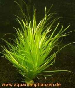 5 Bund Blyxa japonica, kleines Blyxkraut, Aquarium