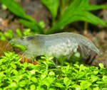 White Pearl Garnele