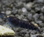 Blaue Tigergarnele