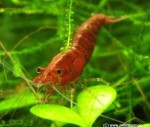 Red Fire Garnele