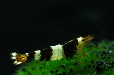 Black Bee