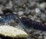 20 x Blaue Tigergarnele