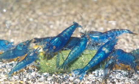 Blue Dream Zwerggarnele
