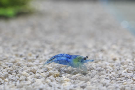 Blue Jelly Zwerggarnele