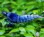 Taiwan Bee „Blue Bolt“