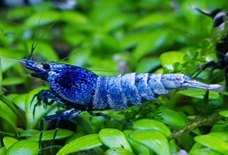 Taiwan Bee Blue Bolt