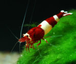 Taiwan Bee „Red Wine“