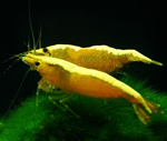 Yellow Fire Neon